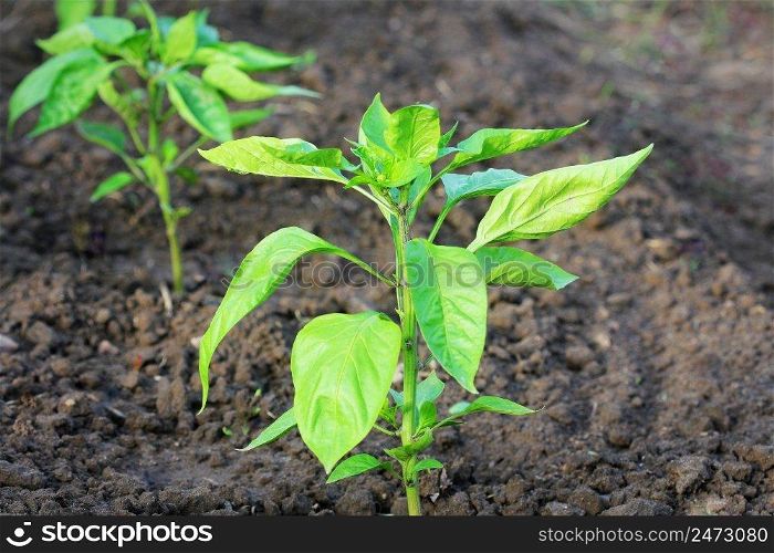 Young bell paprika growing in the garden. Sweet pepper plants .. Young bell paprika growing in the garden. Sweet pepper plants
