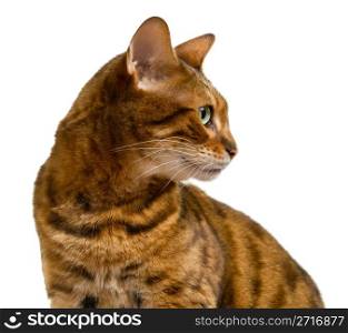 Young bengal cat or kitten looking sideways in a proud profile showing its wild history