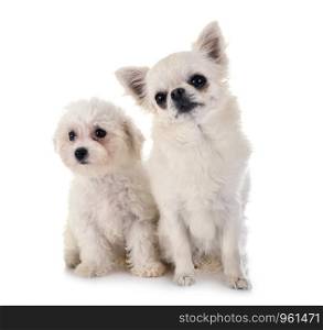 young Bichon Frise and chihuahua in front of white background