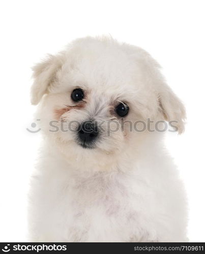 young Bichon Frise in front of white background