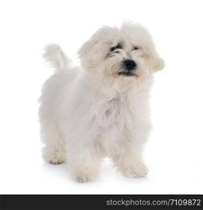 young Bichon Frise in front of white background