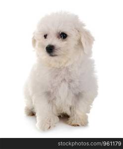 young Bichon Frise in front of white background