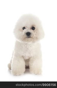 young Bichon Frise in front of white background