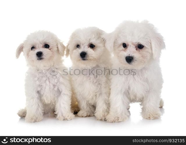 young Bichon Frises in front of white background