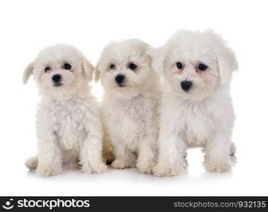 young Bichon Frises in front of white background
