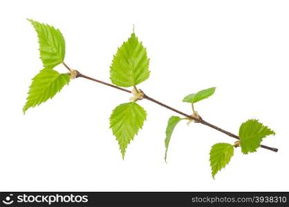 Young birch branch. Macro
