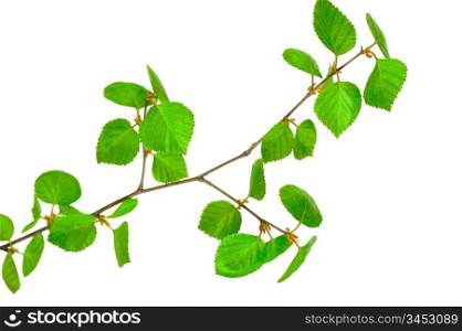 Young birch branches