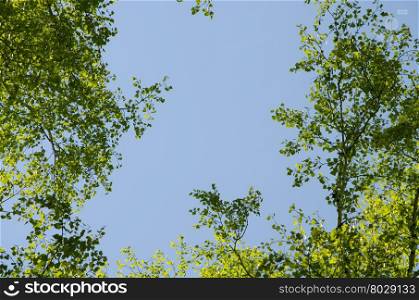 Young birch leaves against the sky