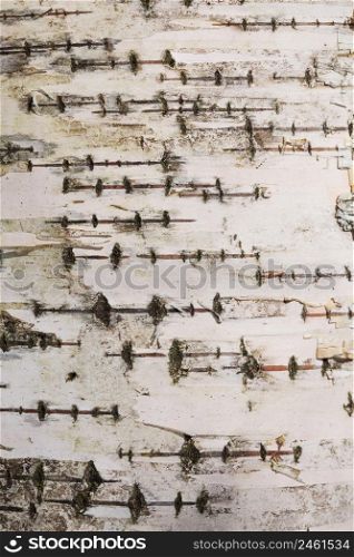 Young birch tree bark texture, close up