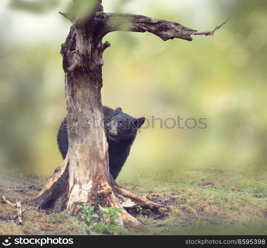 Young black bear behind of the tree