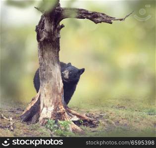 Young black bear behind of the tree