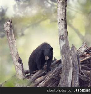 Young Black bear in the woods