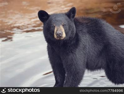 Young black bear near water