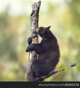 Young Black bear on a tree