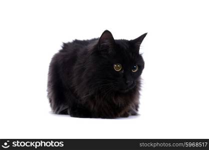 young black cat, sitting in front of white background