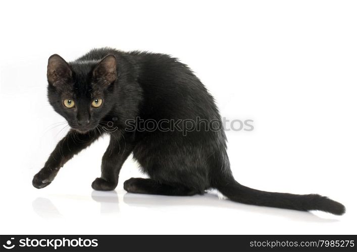 young black kitten in front of white background