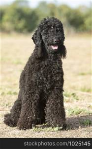 young black poodle resting in the nature