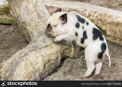Young black spotted piglet at tree trunk outdoors