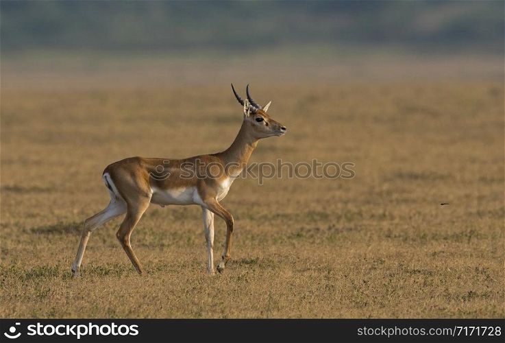 Young blackbuck known as the Indian antelope, Antilope cervicapra. Solapur, India