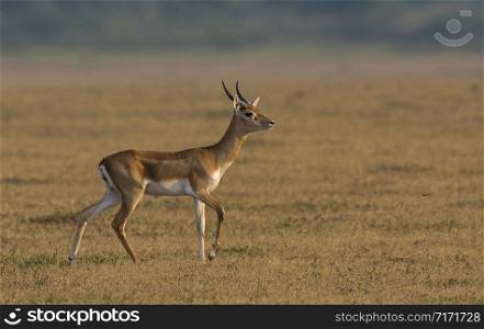 Young blackbuck known as the Indian antelope, Antilope cervicapra. Solapur, India