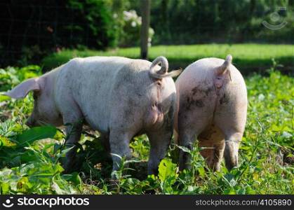 Young boar and sow