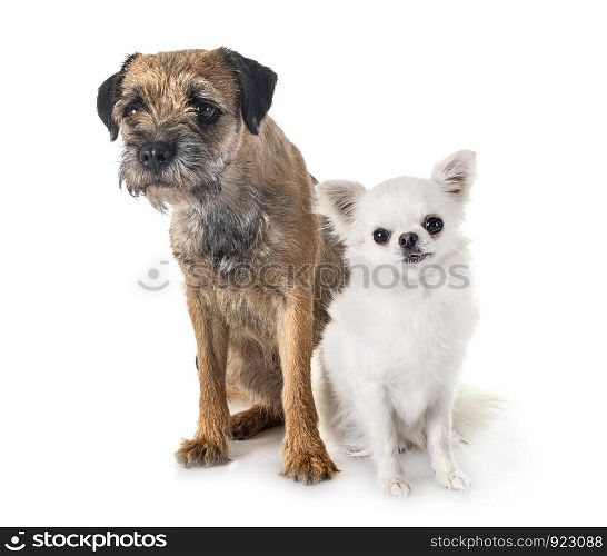 young border terrier and chihuahua in front of white background