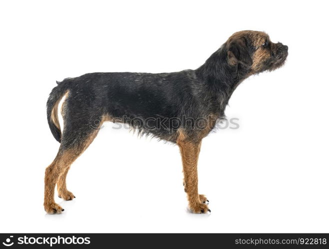 young border terrier in front of white background