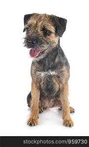 young border terrier in front of white background