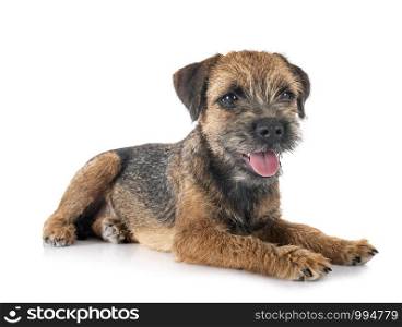 young border terrier in front of white background
