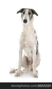 young borzoi in front of white background