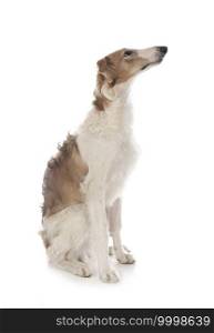 young borzoi in front of white background