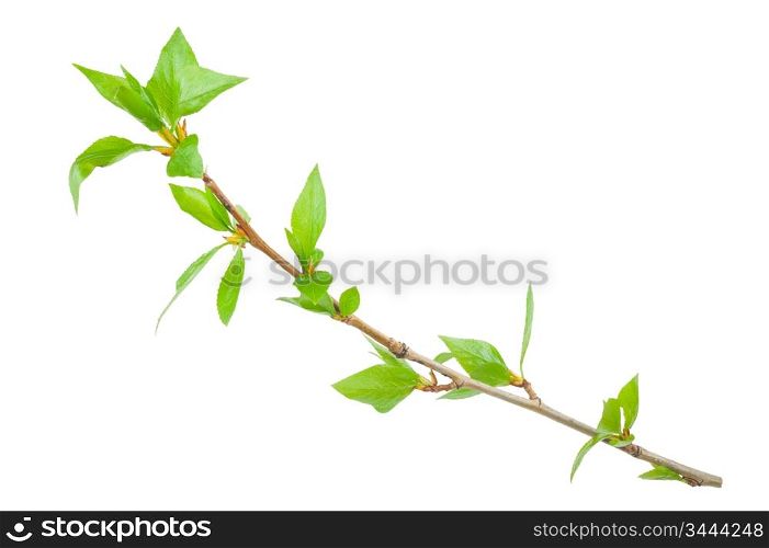 Young branch of a tree