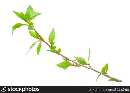 Young branch of a tree