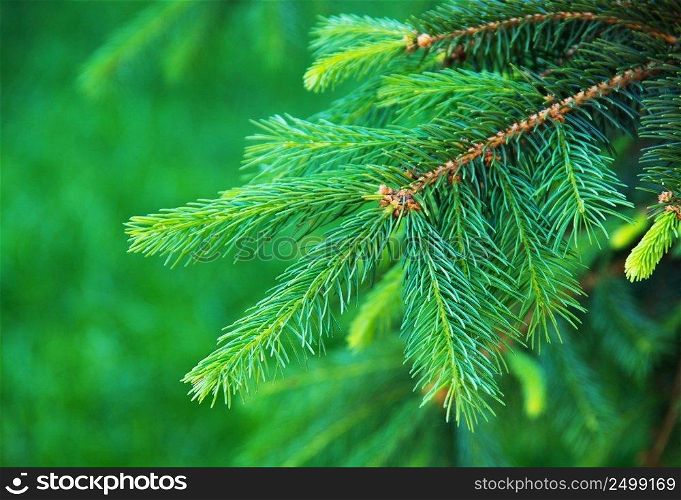 Young branches of spruce in spring