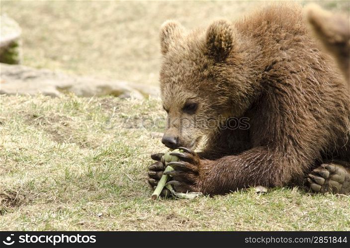 Young brown bear eating. Young brown bear eating while lying on a meadow