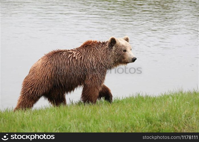 Young brown bear in the nature