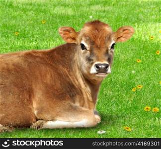 young brown calf laying on a green grass