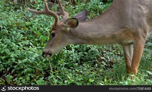 Young buck feeding on grass