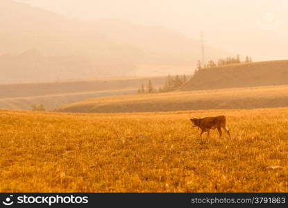 young bull is grazed on yellow meadow