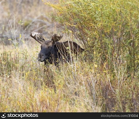 Young bull moose hiding in the willows from older bull moose during rut