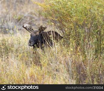 Young bull moose hiding in the willows from older bull moose during rut