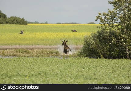 Young Bull Moose in field Saskatchewan Canada