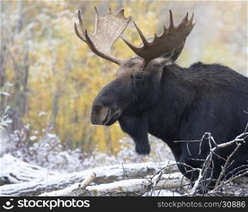 Young bull moose portrait with cottonwood trees