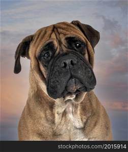 young bullmastiff in front of sunshine background