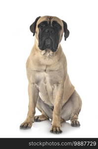 young bullmastiff in front of white background