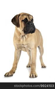 young bullmastiff in front of white background