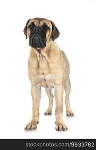 young bullmastiff in front of white background