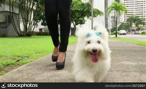 Young business woman walking to office with her little dog early morning. The pet is a puppy maltes mixed with french poodle. Concept of animal lovers and modern business lifestyle. Steadicam shot