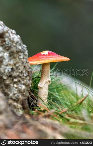 Young Caesar&rsquo;s Mushrooms in autumn forest