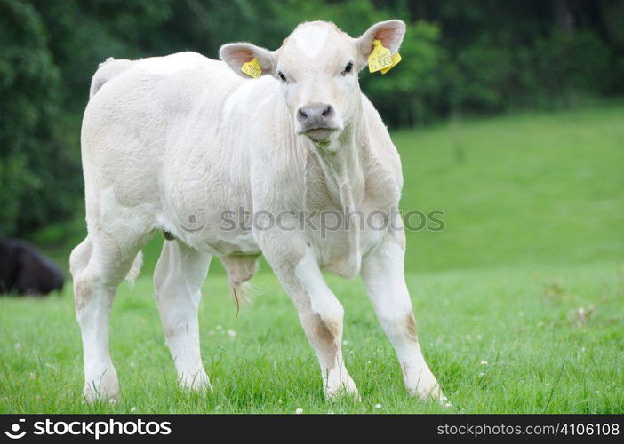 Young calf